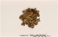 藏品(島衣屬)的圖片